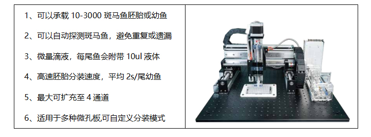 台州斑马鱼